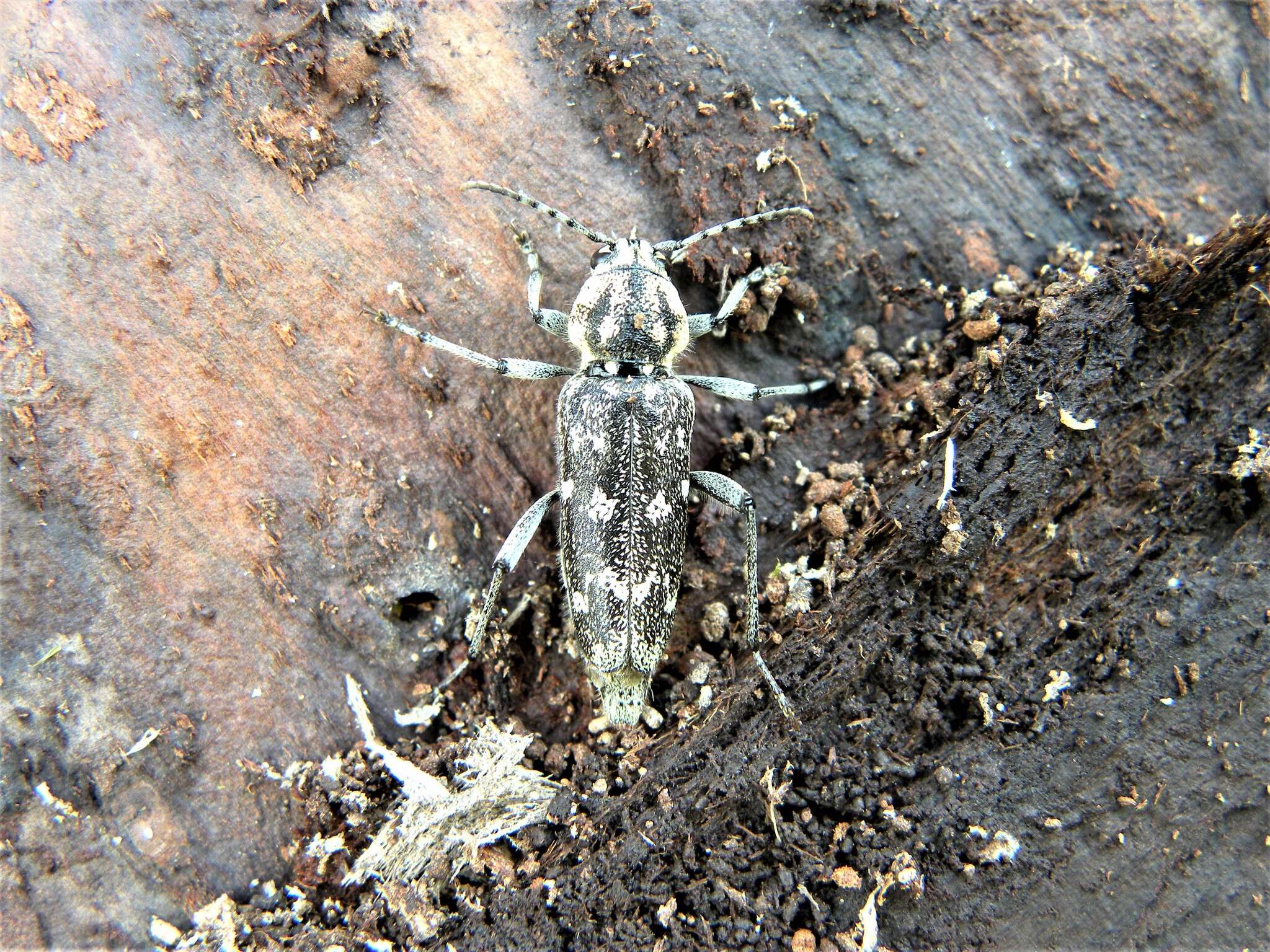 Sivun Xylotrechus (Rusticoclytus) rusticus (Linné 1758) kuva