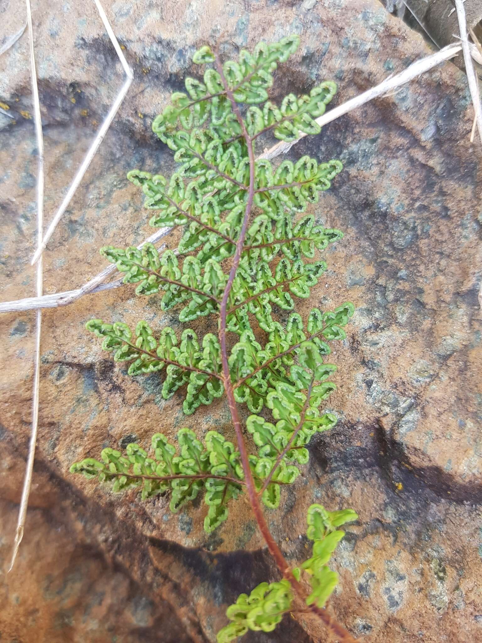 Image de Oeosporangium pteridioides (Reichard) Fraser-Jenk. & Pariyar