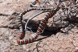 Image of Arizona Mountain Kingsnake