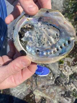 Image of Midas Ear Abalone