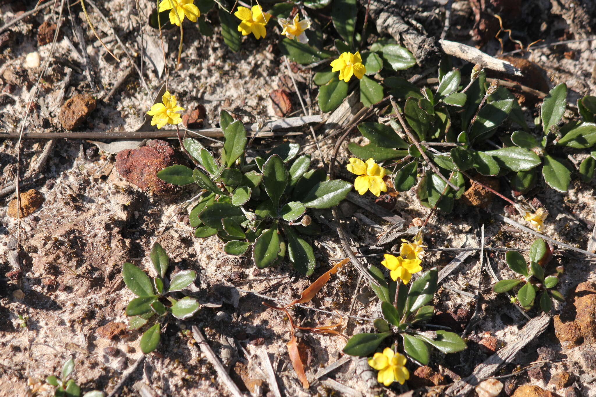 Image of Goodenia blackiana R. C. Carolin