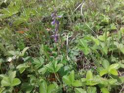 Image of Polygala hybrida Bruegg.