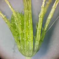 Image of Fragile Stonewort