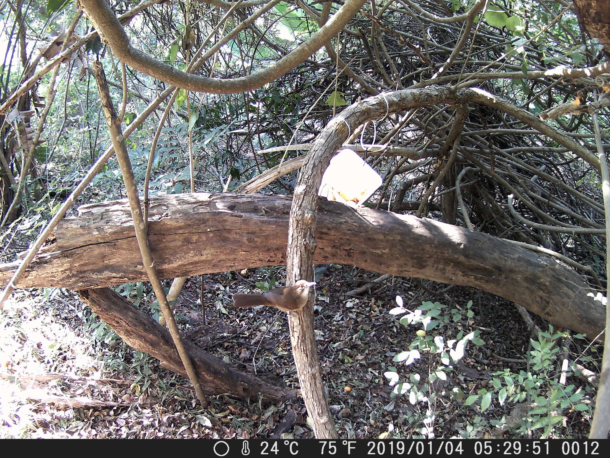 Image of Terrestrial Brownbul