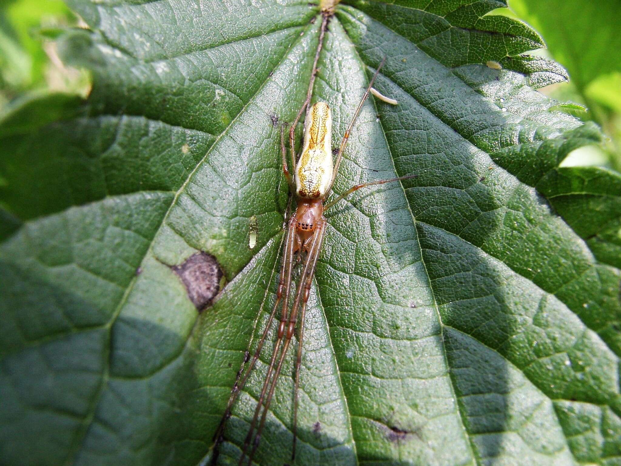 Image de Tetragnatha extensa (Linnaeus 1758)