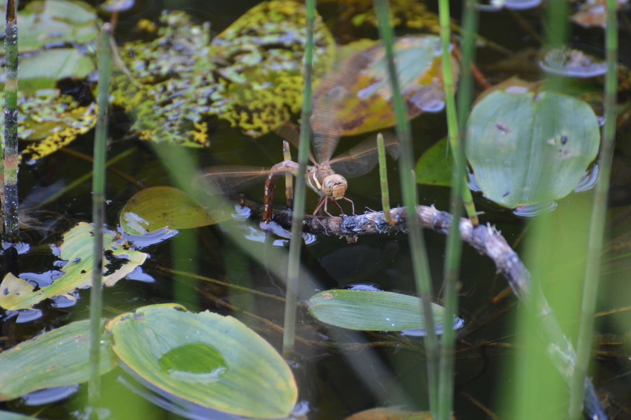 Image of Brown Hawker