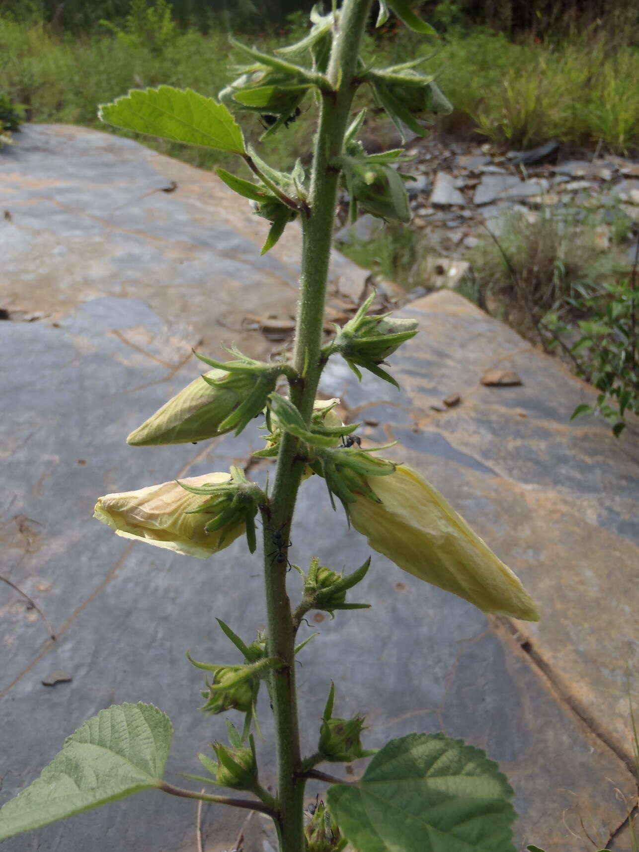 Image de Hibiscus lunariifolius Willd.