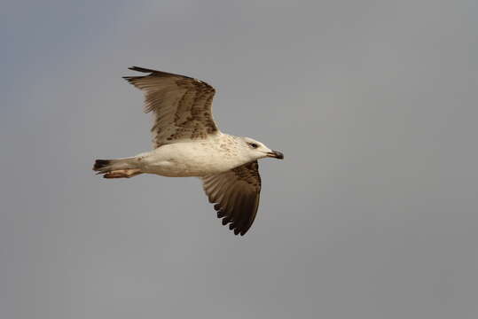 Image of Armenian Gull