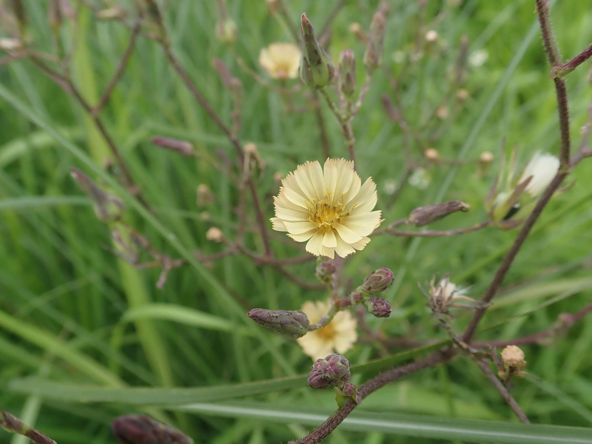 Lactuca formosana Maxim.的圖片