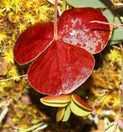 Слика од Oxalis orbicularis Salter