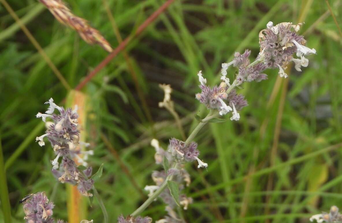 Image de Nepeta nepetella L.