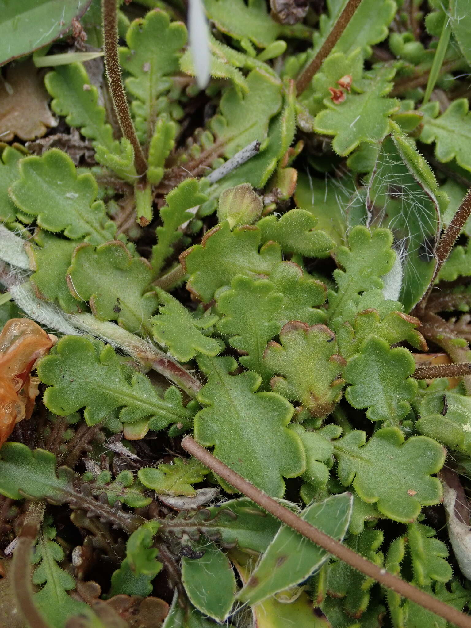 Image of Brachyscome sinclairii Hook. fil.