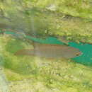 Image of Indonesian leaffish