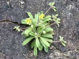 Lysimachia alpestris Champ. ex Benth. resmi