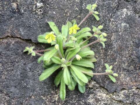 Imagem de Lysimachia alpestris Champ. ex Benth.