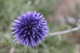 Image of southern globethistle