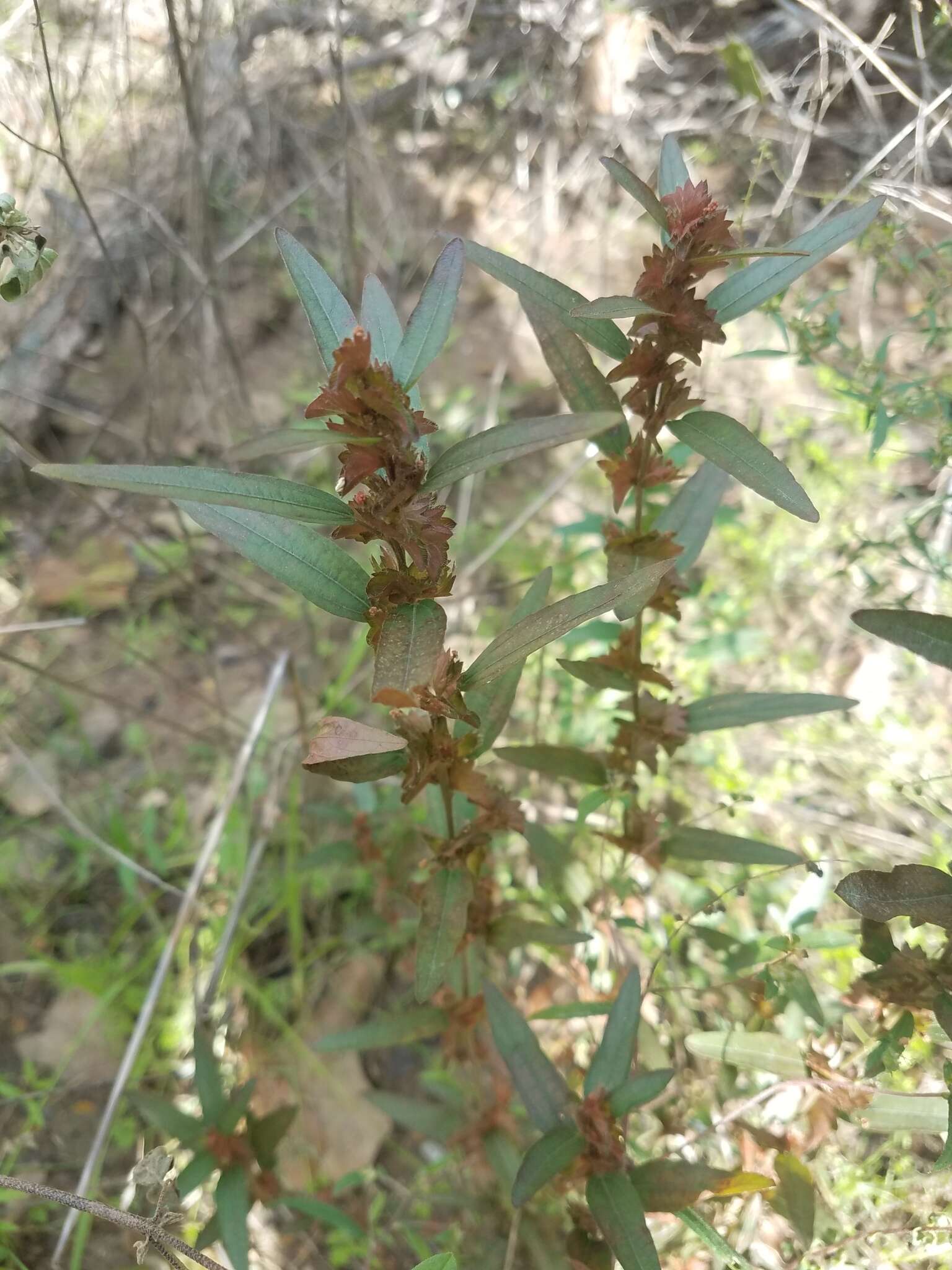 Sivun Acalypha gracilens A. Gray kuva