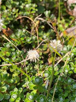 Image of Anaphalioides