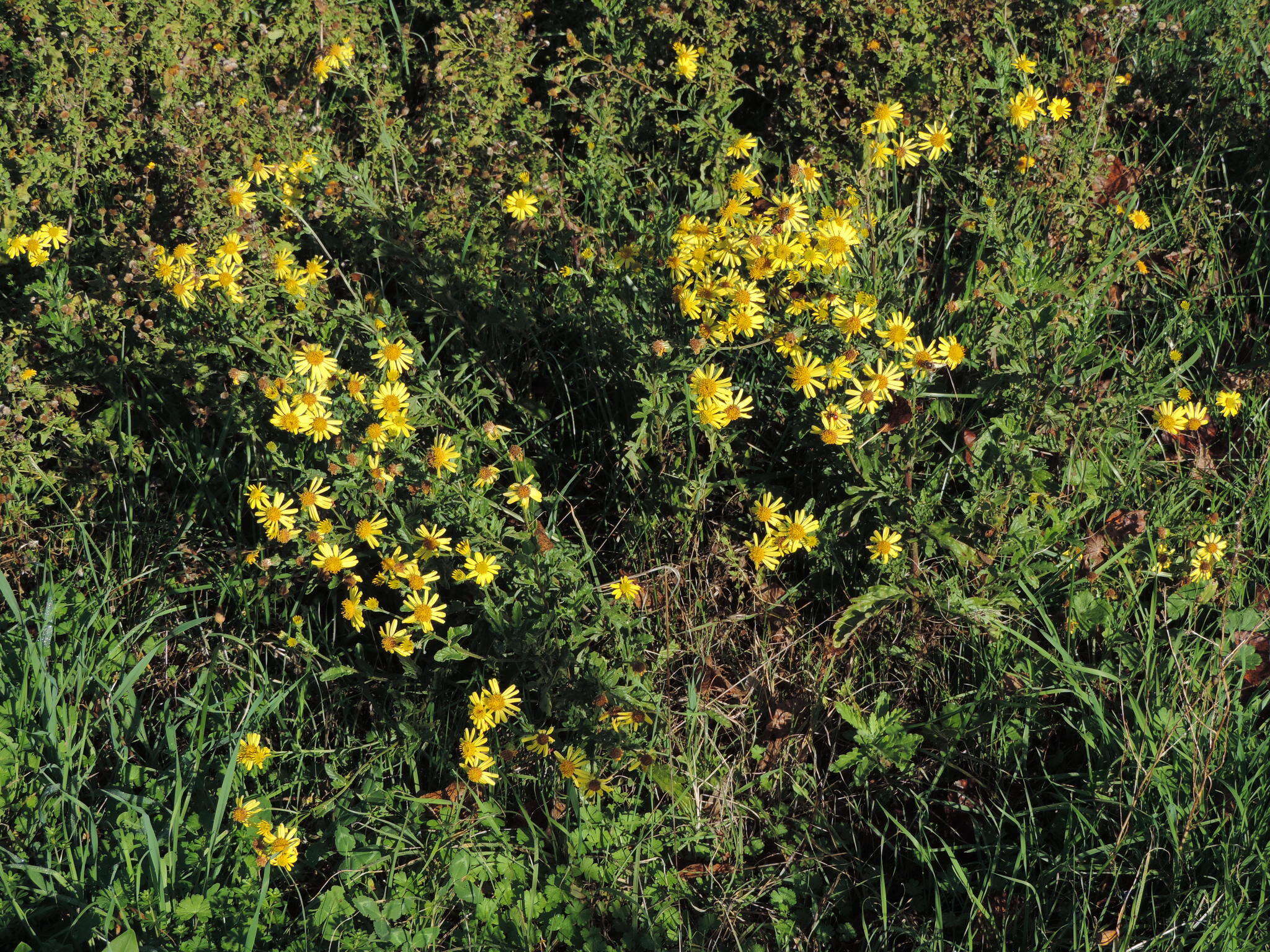 Image of Jacobaea erucifolia subsp. erucifolia