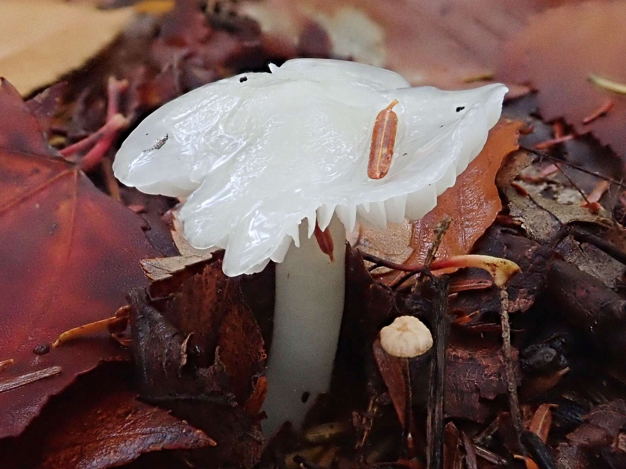 Image of Humidicutis pura (Peck) E. Horak 1990