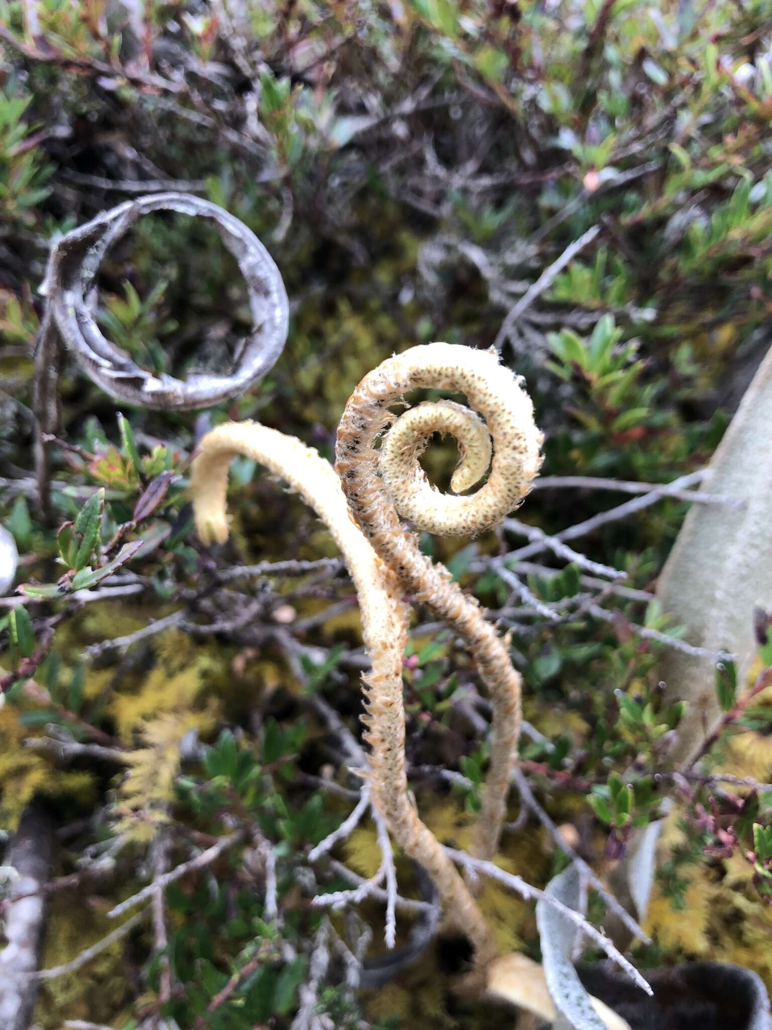 Sivun Elaphoglossum engelii (H. Karst.) H. Christ kuva