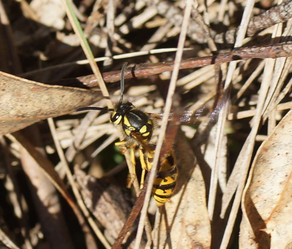 Image of German Wasp