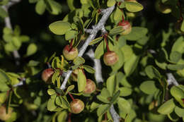 Image of Colubrina viridis (M. E. Jones) M. C. Johnst.