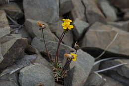 Image of Mt. Hamilton tickseed