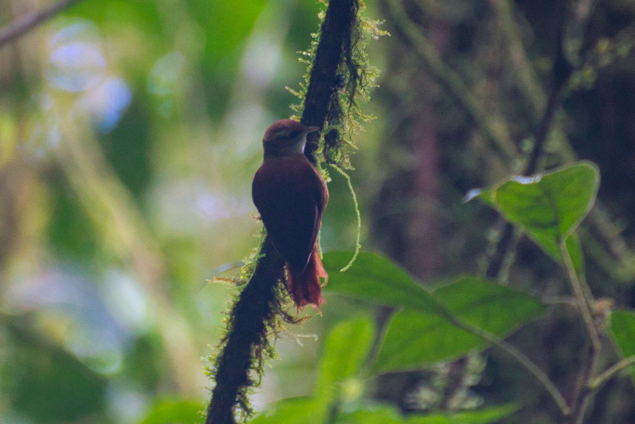 Margarornis rubiginosus Lawrence 1865的圖片