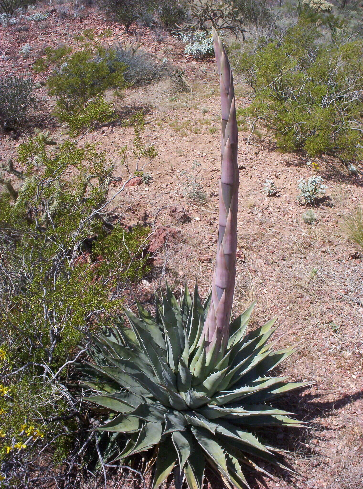 Image of Agave simplex