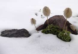 Image of white pasqueflower