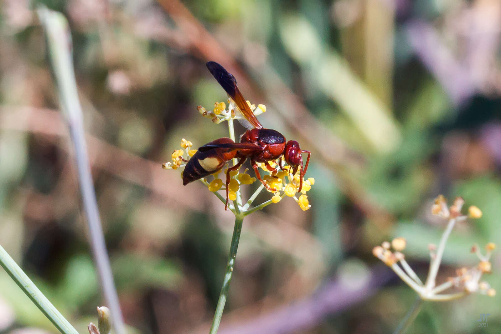 Image of Rhynchium oculatum oculatum