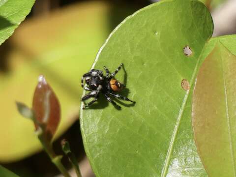 Image of Phidippus princeps pulcherrimus Keyserling 1885