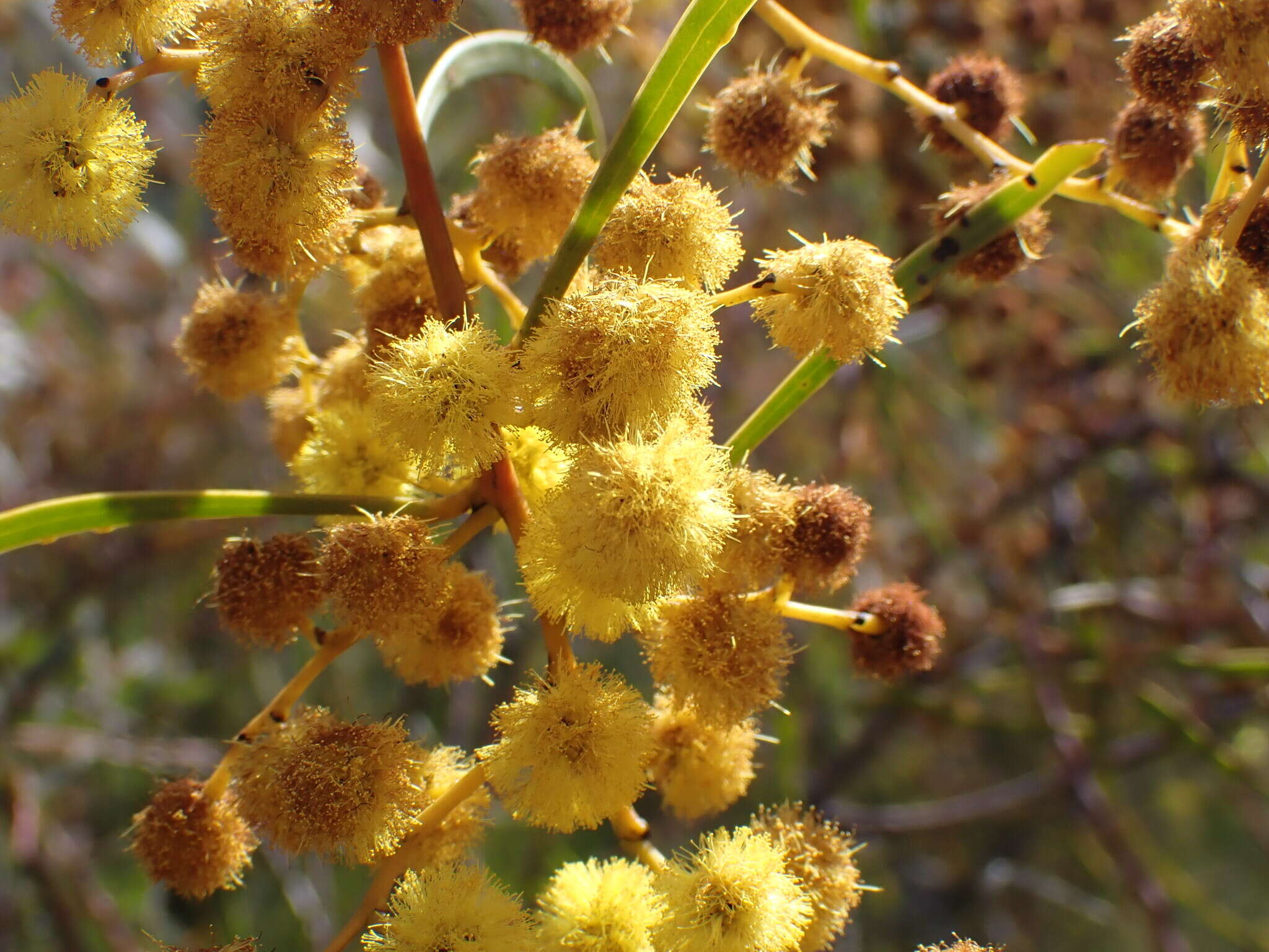 صورة Acacia gladiiformis A. Cunn. ex Benth.