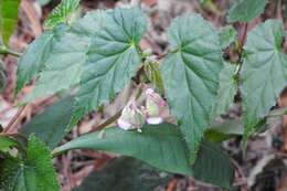 Слика од Begonia oaxacana A. DC.