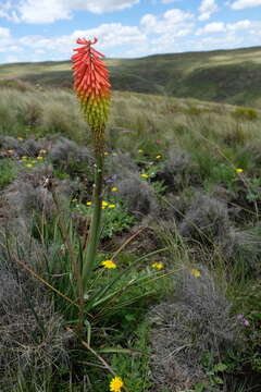 Image of Kniphofia stricta Codd