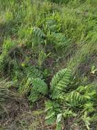 Image of Cynara tournefortii Boiss. & Reut.