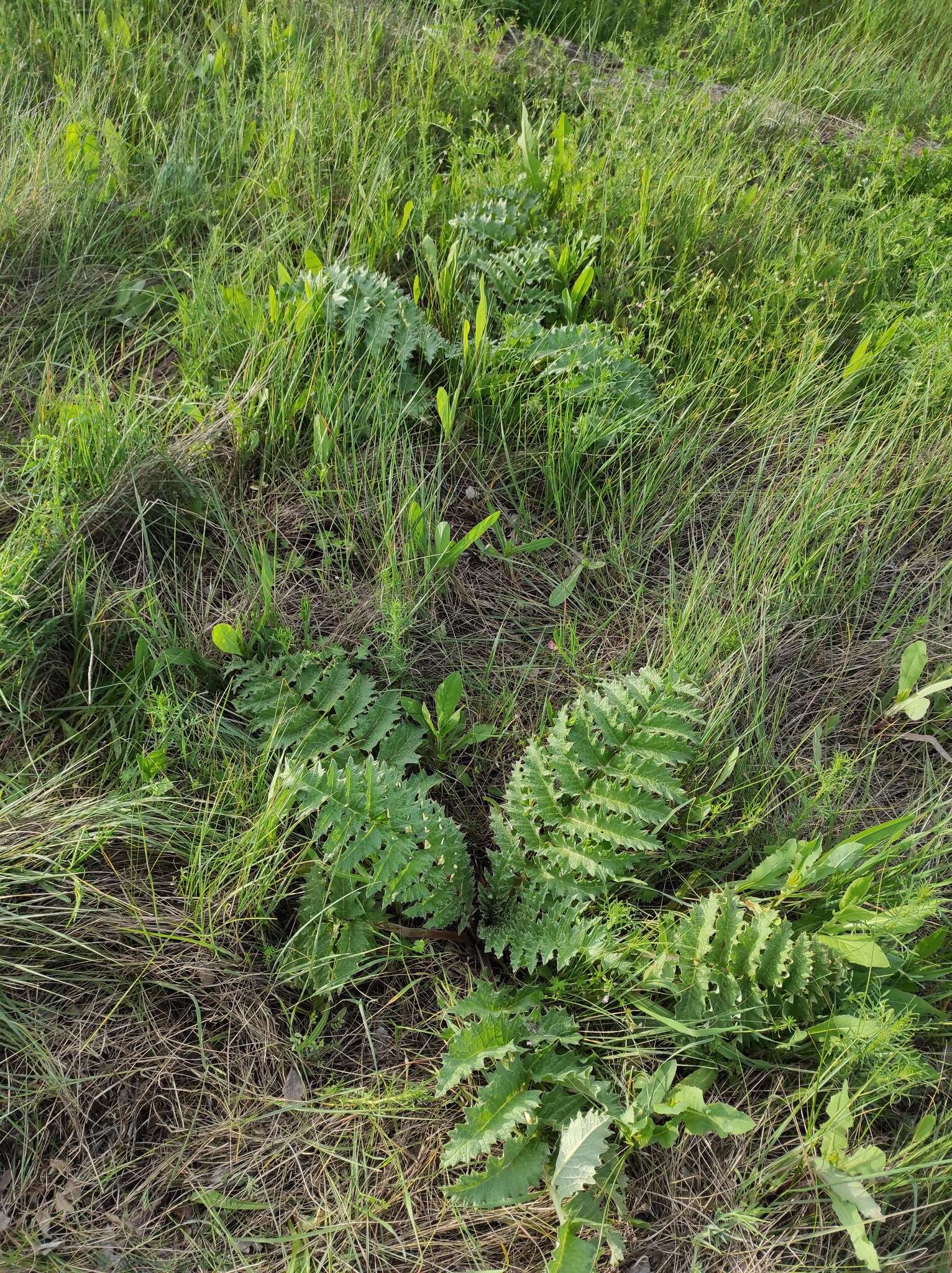 Image of Cynara tournefortii Boiss. & Reut.