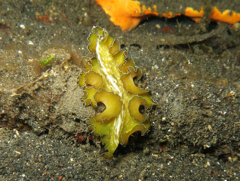 Image of Frilly baby poo flatworm