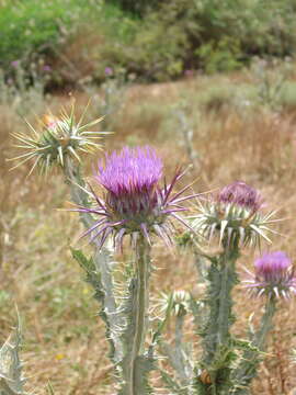 Image of Onopordum macracanthum Schousboe