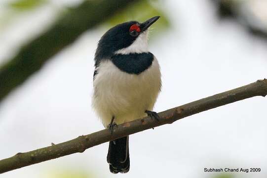 Image of Brown-throated Wattle-eye