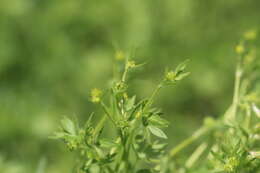 Image of smallflower buttercup