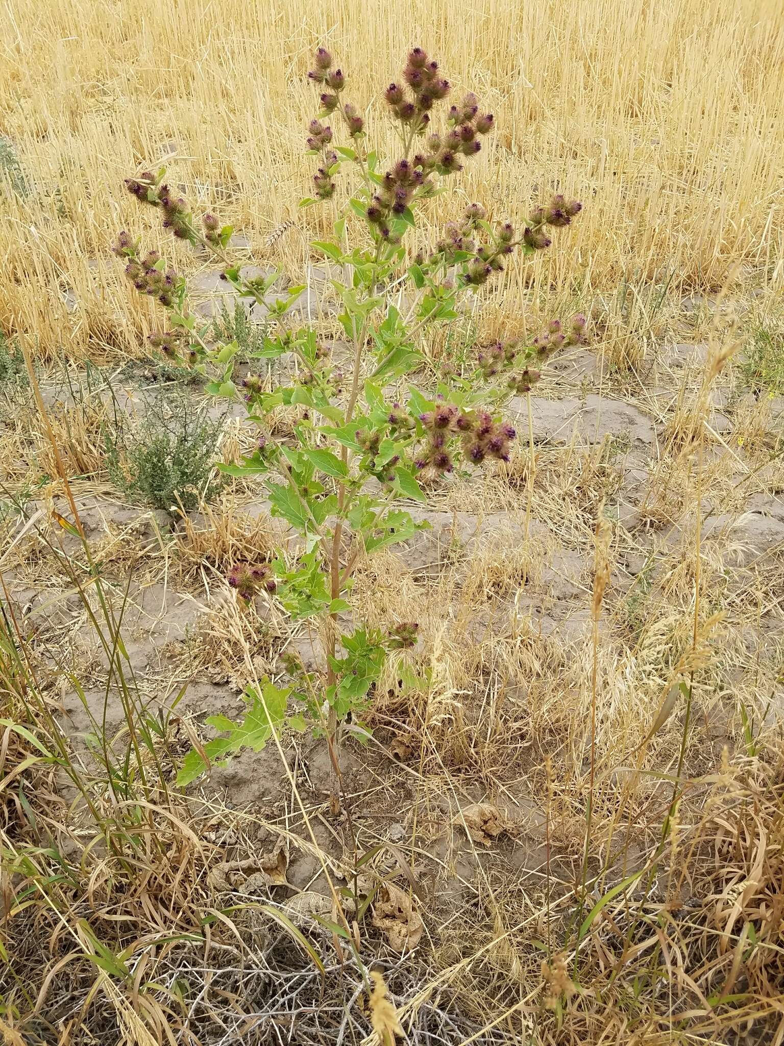 Image of common burdock