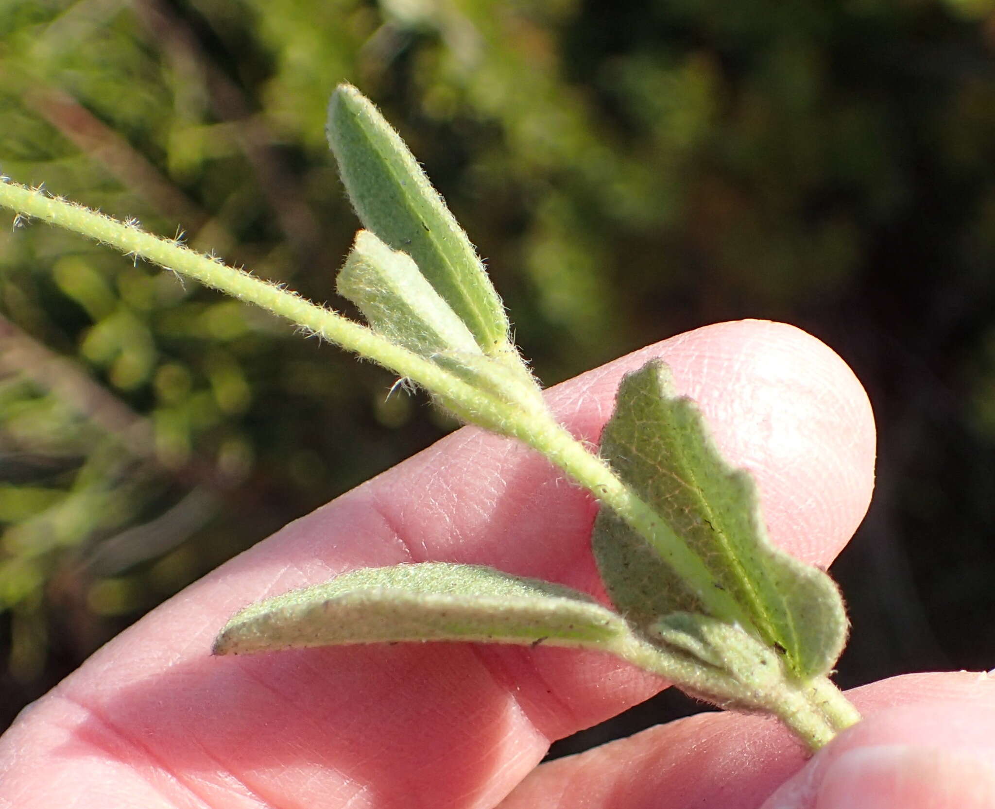 Image of Hermannia decumbens Willd.