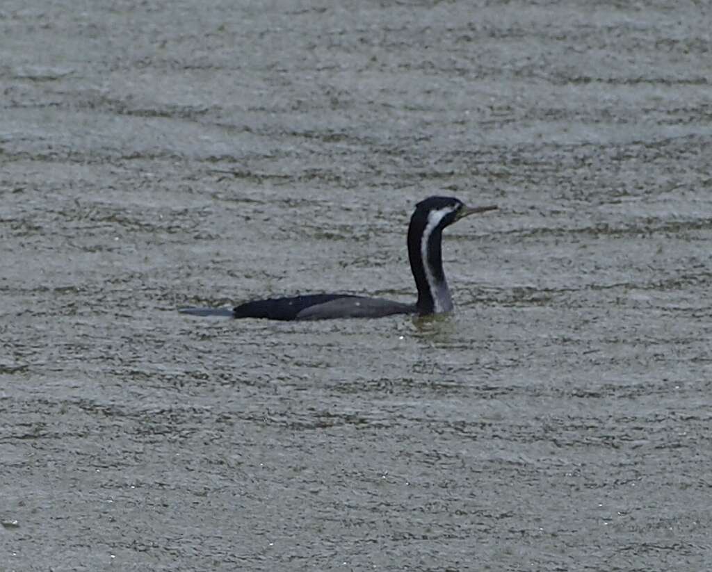 Image of Phalacrocorax punctatus oliveri Mathews 1930