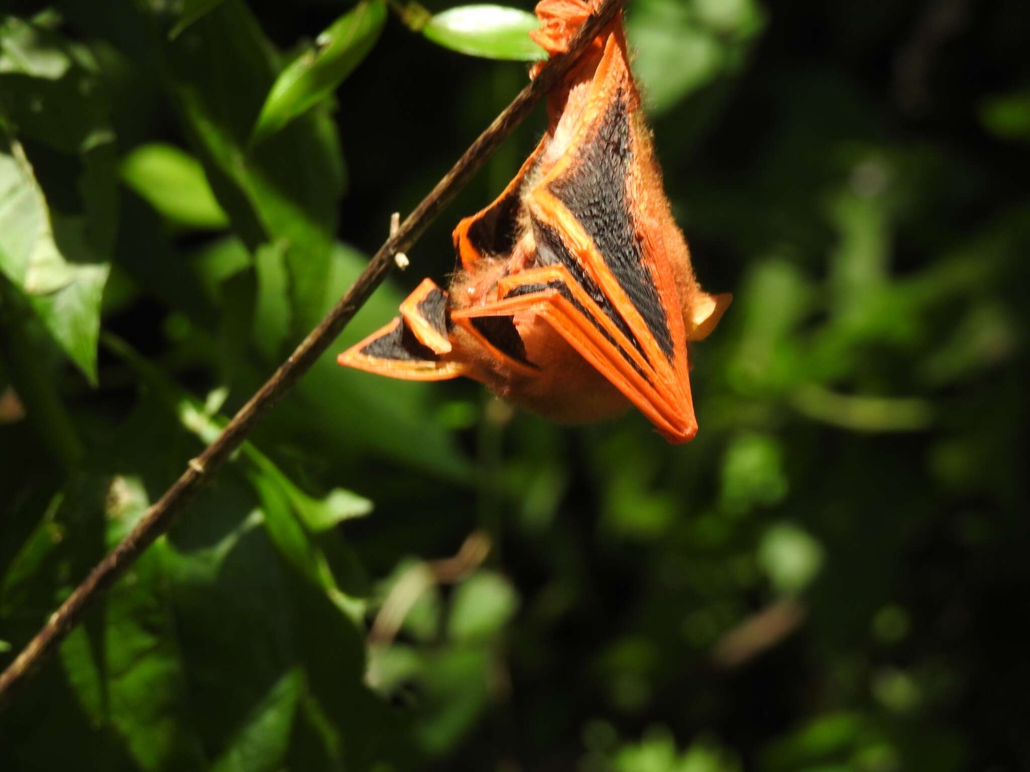 Image of Woolly bats.