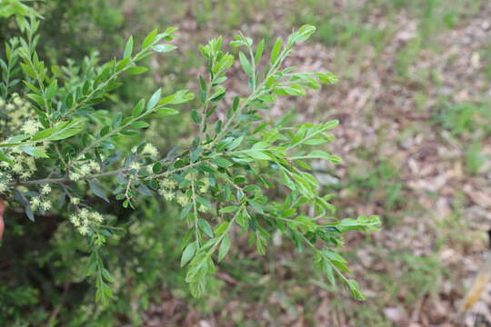 Acacia howittii F. Muell. resmi