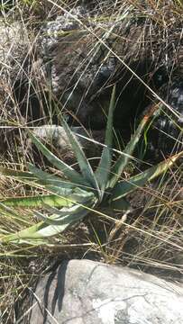 Aloe trachyticola (H. Perrier) Reynolds resmi