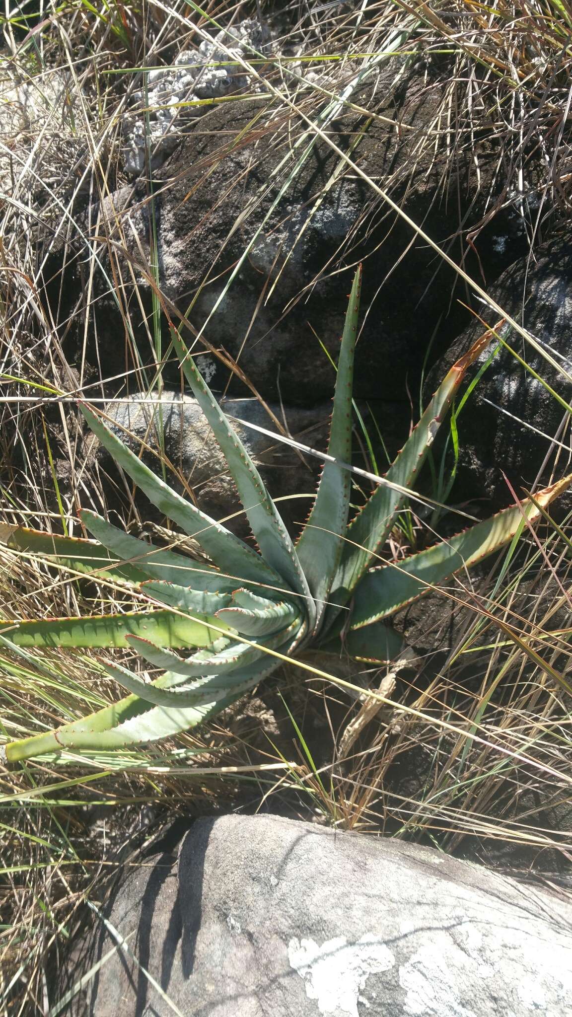 Image of Aloe trachyticola (H. Perrier) Reynolds
