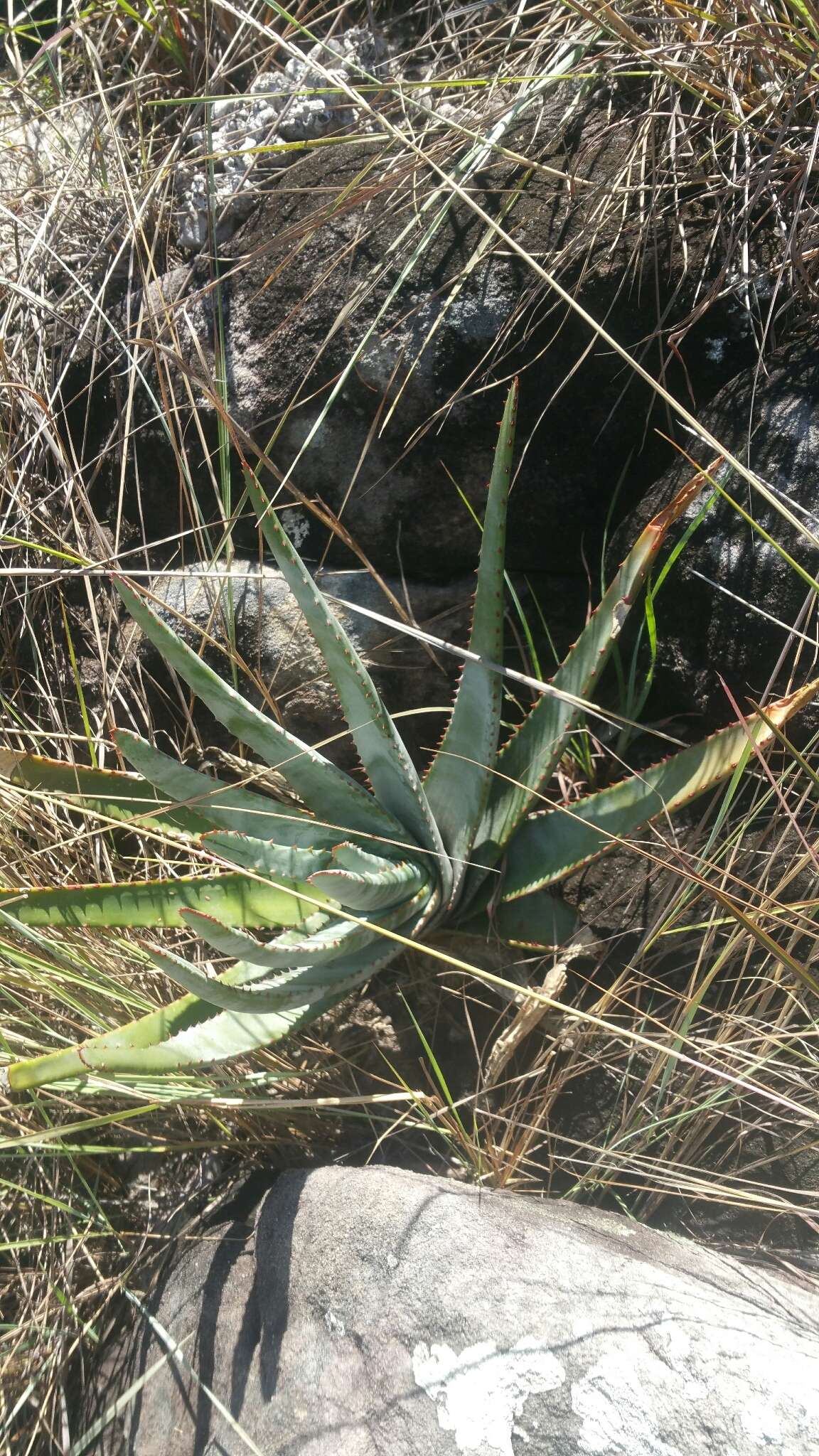 Aloe trachyticola (H. Perrier) Reynolds resmi